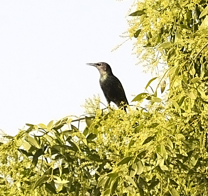 Common Starling